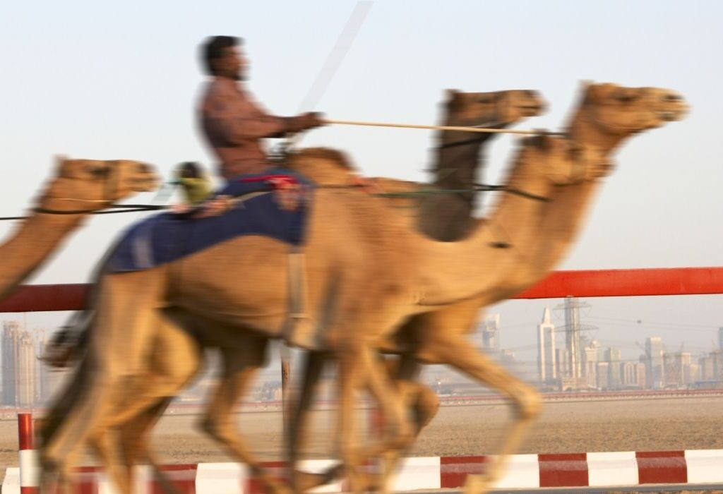 Camel racing in Dubai
